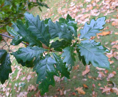 Native Trees Trail Oak Botanics Stories