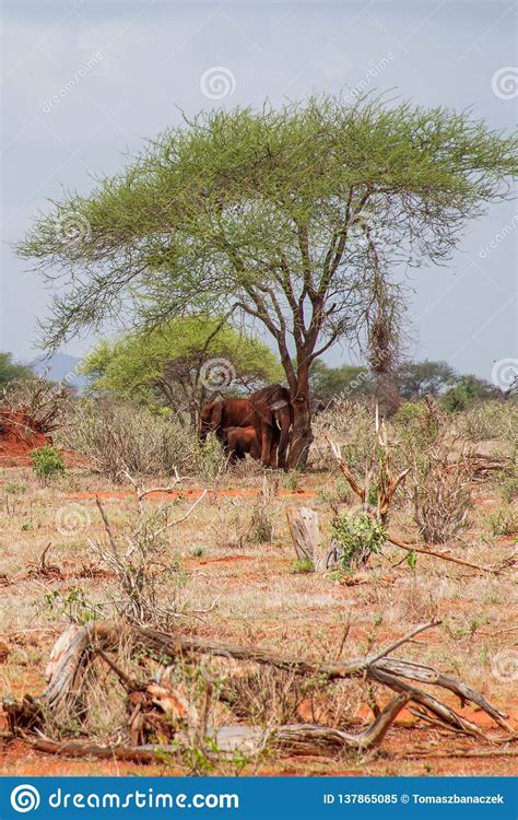 Elephants Inngutuni Park Safari Beautiful African Landscape Lone Tree