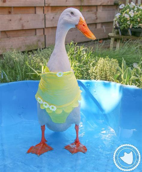 Trendy Duck Tuesday Whos Bikini Ready Yet