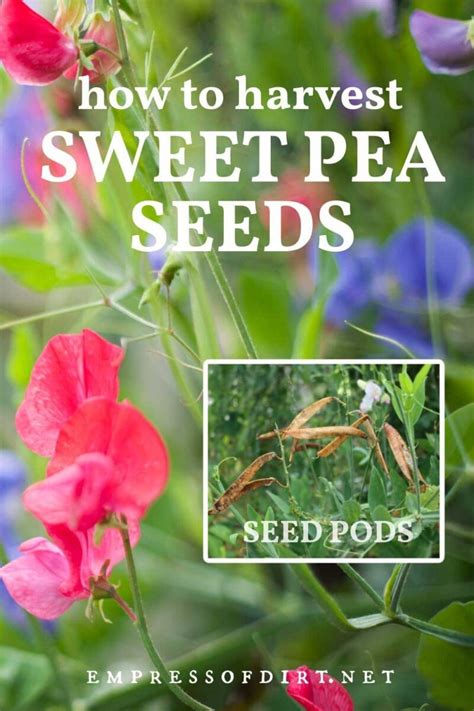 How To Harvest Sweet Pea Seeds Empress Of Dirt Sweet Pea Seeds