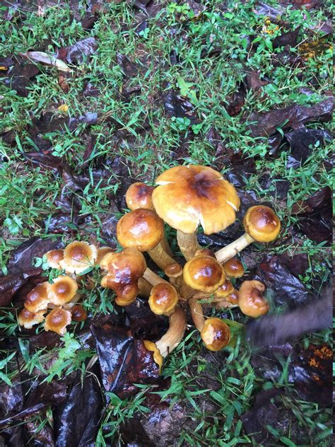 Are These Psychedelic Mushrooms Mushroom Hunting And Identification