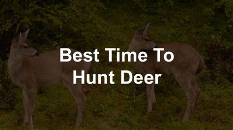 Deer Feeding And Movement Times Best Time To Hunt Deer Time To Hunt