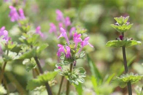 Weeds With Purple Flowers Naturallist