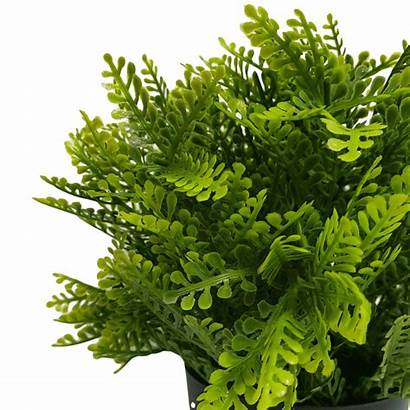 Potted Fern Artificial Mimosa Resistant 20cm Uv