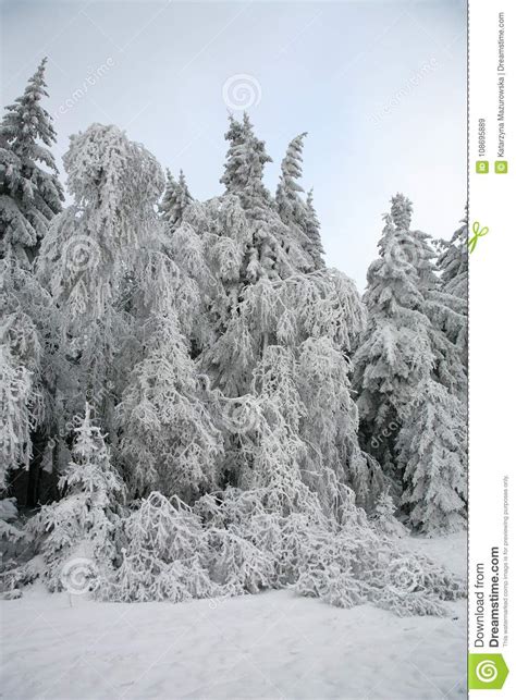Spruce Tree In Forest By Snowy Winter Stock Image Image Of