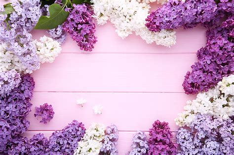 Hd Wallpaper Flowers Background Wood Lilac Purple Wallpaper Flare