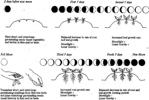 What Is Planting By The Moon Fannin Moon Plant Planting Guide