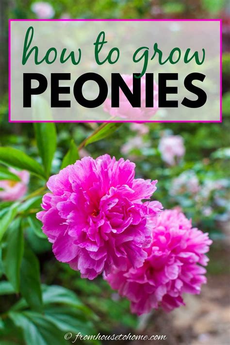 Peonies How To Grow And Care For The Peony Plant