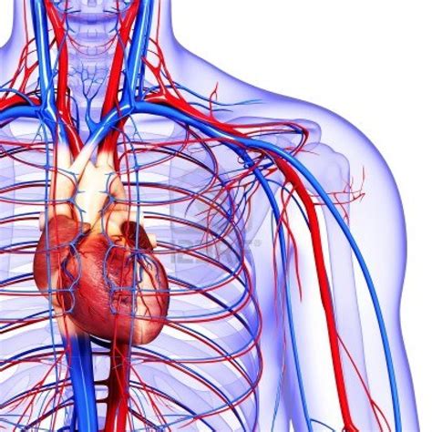 Anatomy Charts Circulatory System