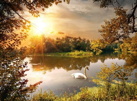 autumn, River, Swan, Sunrises, And, Sunsets, Scenery, Nature Wallpapers ...