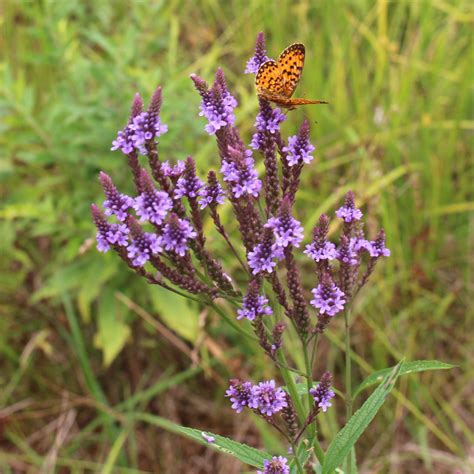 Blue Vervain Verbena Hastata Seeds Wild Seed Project