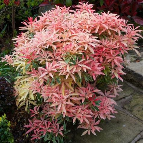 Flaming Silver Andromeda Pieris Japonica X Flaming Silver