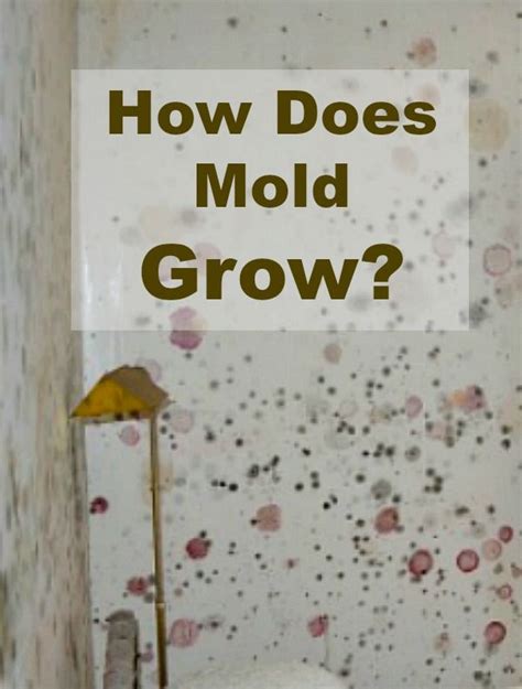 We've discussed how long it takes mold to form and what you can do about it. How to Avoid Mold Growth - It Takes Time | Mold growth ...