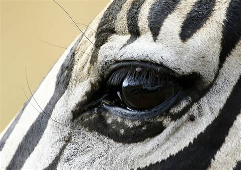 Zebra Eye And Reflection 1 Free Photo Download Freeimages