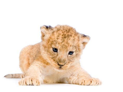 Lion Cub