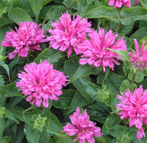 Drought resistant plants fall into a number of categories, including ground covers, flowers, shrubs, trees, grasses, and everything in between. drought resistant flowers bee balm | Bee balm plant, Bee ...