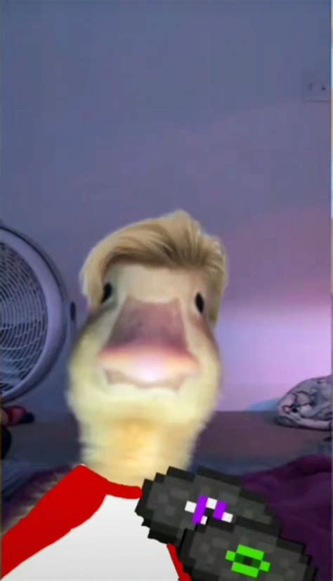 Duckinnit In 2021 Dream Smp Memes Mcyt Memes Tommy Innit