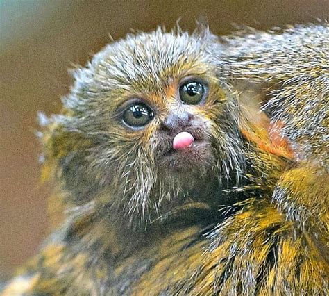 Die Kleinsten Affenarten Der Welt Die Im Chester Zoo Geboren Wurden