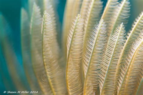 Feather Duster Worm Sabellastarte Sanctijosephi Okinawa Flickr