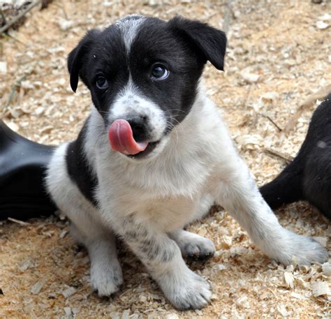 Border Collie Blue Heeler Puppies For Sale Near Me Adopt A Turtle