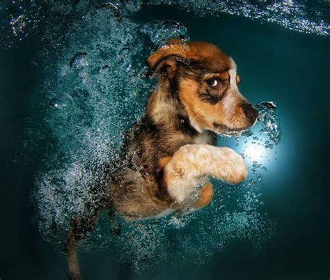 Photos Underwater Puppies Abc7 Los Angeles