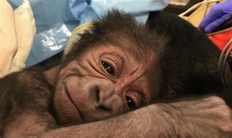 Mira El Nacimiento De Un Bebé Gorila Video Cnn