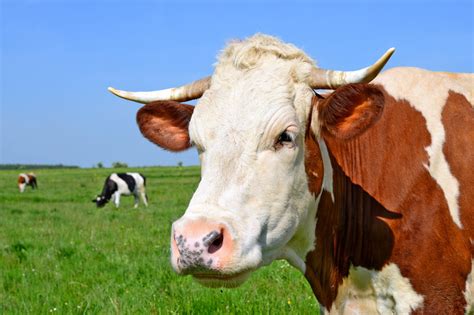 Szerbia: Tilos a szarvasmarha és a marhahús behozatala | Vajdaság MA