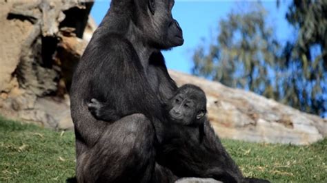 Mamá Gorila Cuidando De Su Bebé Bosque Ecuatorial De Bioparc Valencia