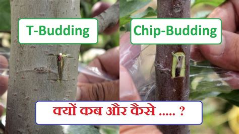 How To Do Chip Budding And T Budding In Apple Tree By Prem Chauhan