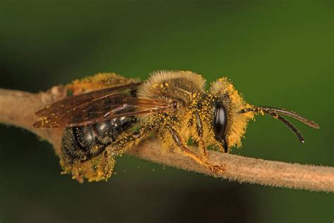 Maryland Native Wildlife Mining Bees