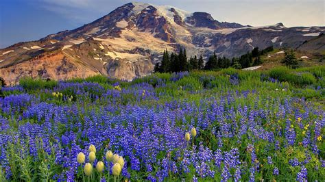 Download Wallpaper 1920x1080 Flowers Mountains Glade Top Full Hd