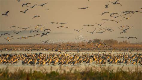 A Huge Flock Of Birds Common Crane Grus Grus Hortobagy National Park