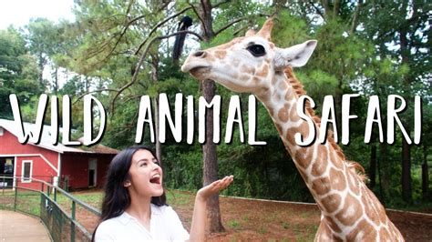 A Day In My Life Wild Animal Safari Youtube