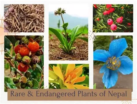 Discover Nepals Precious Flora Rare And Endangered Plants