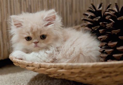 Free Cute Kitty Stock Photo