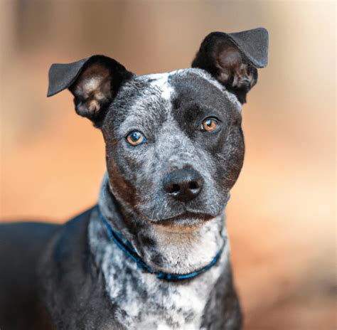 Blue Heeler Pitbull Mix All You Need To Know