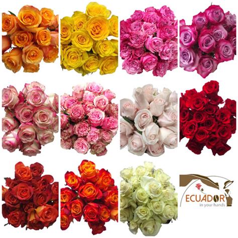 50 Luxury Farm Fresh Cut Roses 2 Seasonal Holiday Colors Ecuador