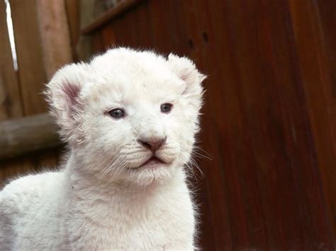 White Lion Babies Addictolpor