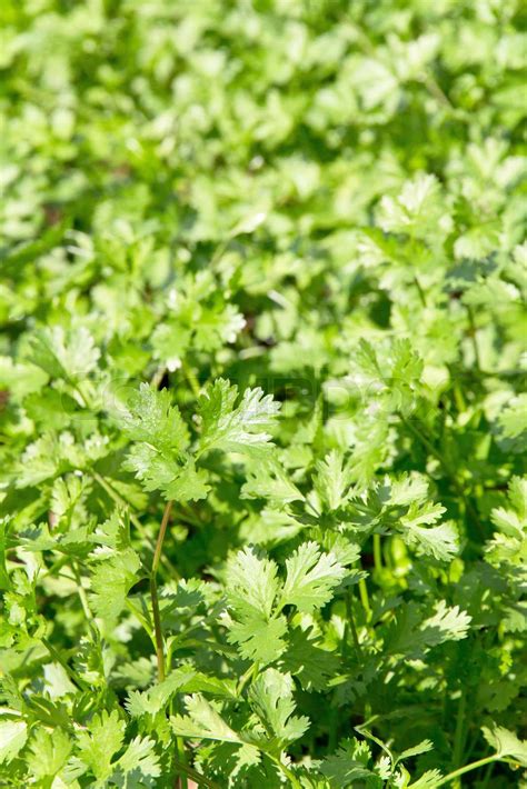 Fresh Cilantro Herb Plant Stock Image Colourbox