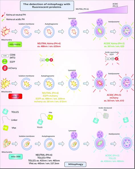 Fluorescent Assays For Mitophagy A Mito Keima Is A PH Sensitive