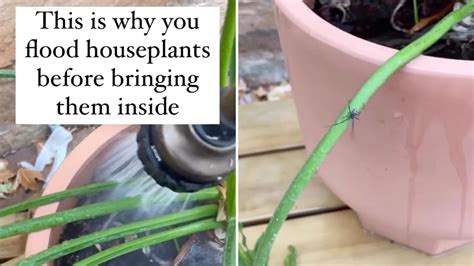 Houseplant Expert Gives Crucial Advice To Heed Before Bringing Your