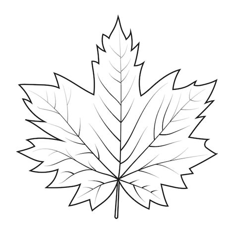 Premium Vector Contour Drawing Of A Maple Leaf Autumn Leaf