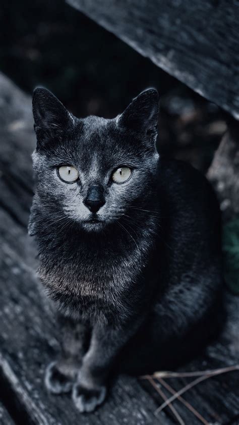 Scary Black Cat Eyes Wallpapers Download Mobcup