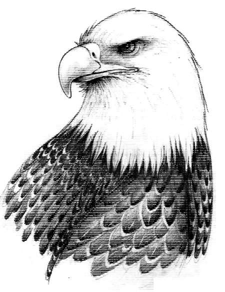 Want to color a majestic eagle? Bald Eagle Drawings and Raptors of Prey