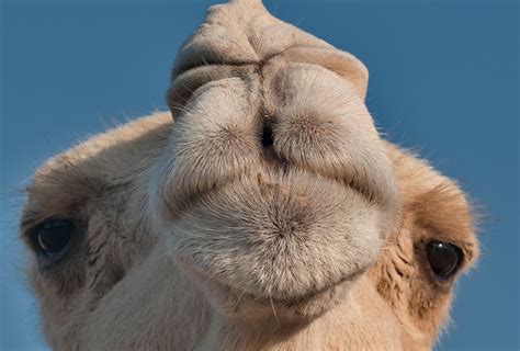 Photo 1026 09 Snout Of A White Camel In Camel Market Souq Wholesale
