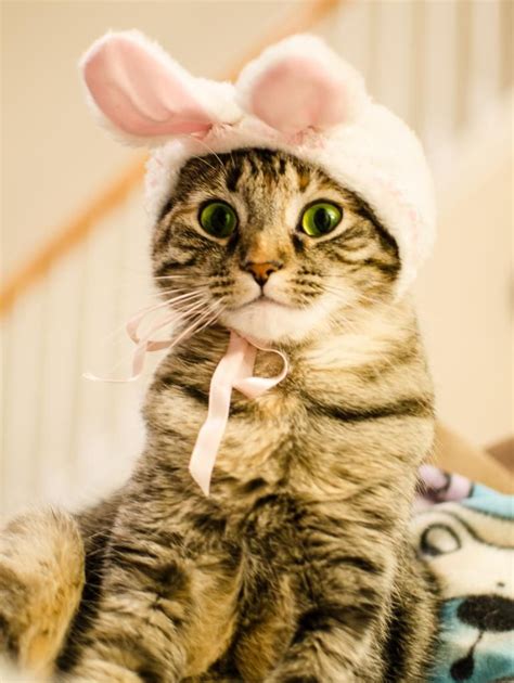 Easter Cat Easter Cats Cute Cats And Kittens Pretty Cats