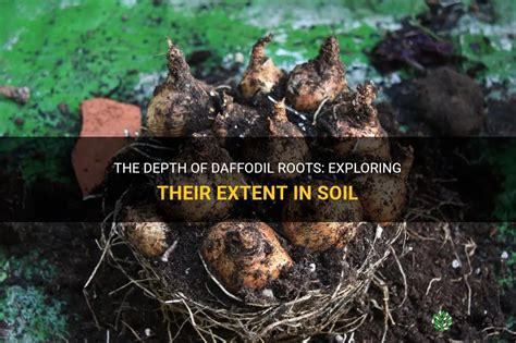 The Depth Of Daffodil Roots Exploring Their Extent In Soil Shuncy
