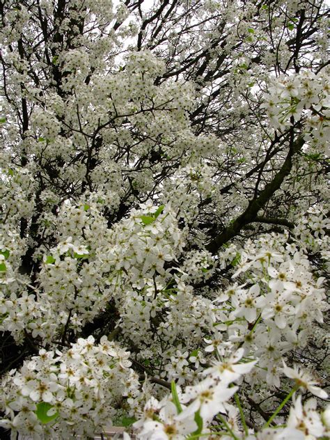 This flowering fringetree is at home in my backyard. File:Spring-white-pear-tree - West Virginia - ForestWander ...