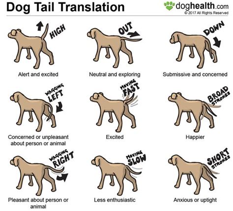 Why Dogs Tails Are Cut
