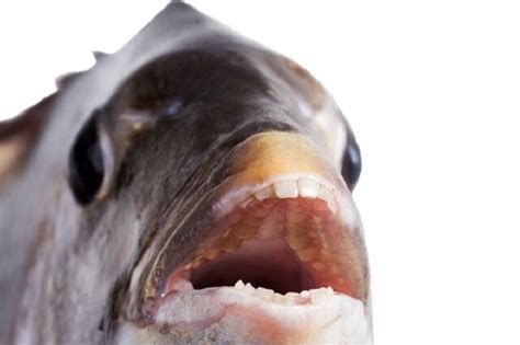 Carolina Man Catches Fish With Human Like Teeth Netizens Astounded